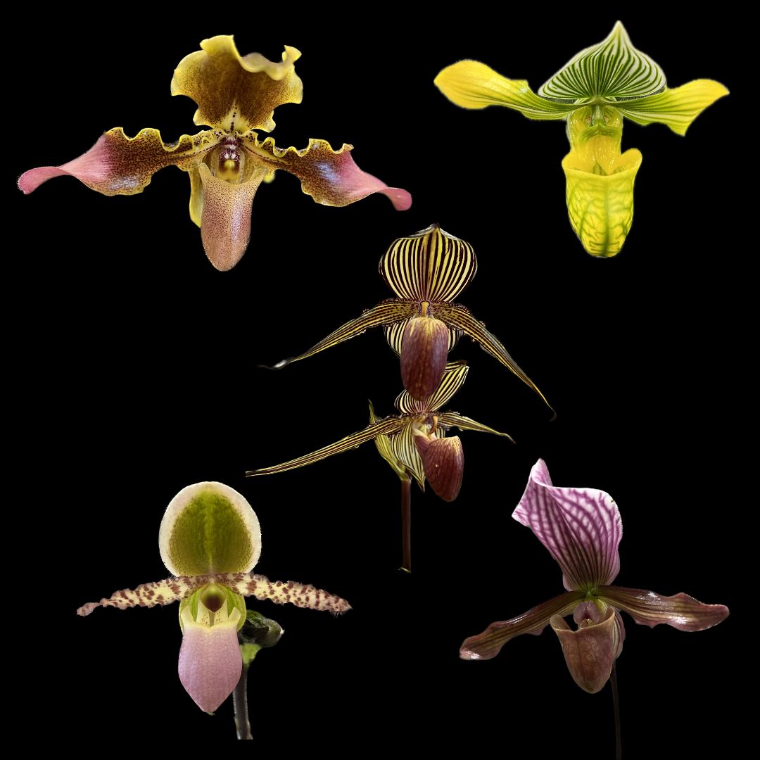 Growing Paphiopedilum Orchids
